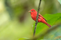 Summer Tanager