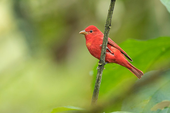Summer Tanager