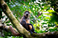 Spider monkey