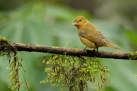 Summer Tanager