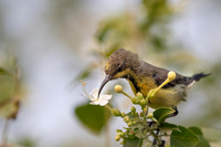 Sunbird