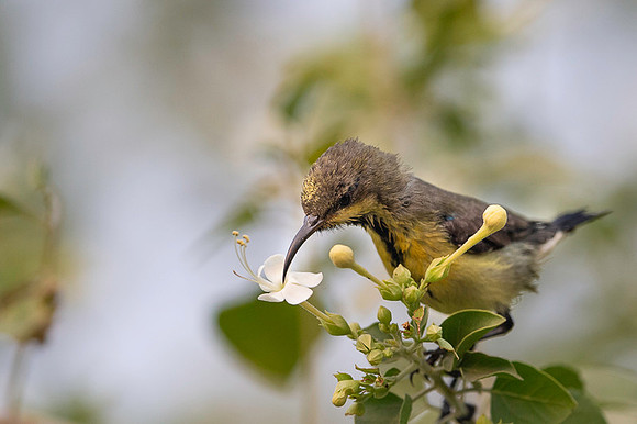 Sunbird