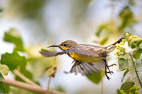 Sunbird