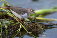 Spotted Sandpiper