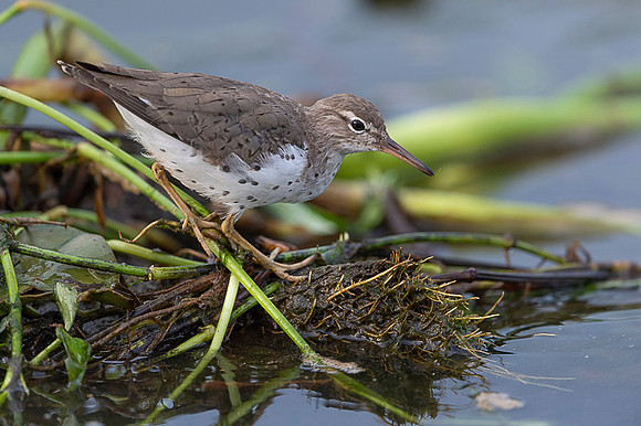 Spotted Sandpiper
