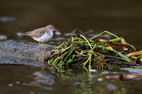 Spotted Sandpiper