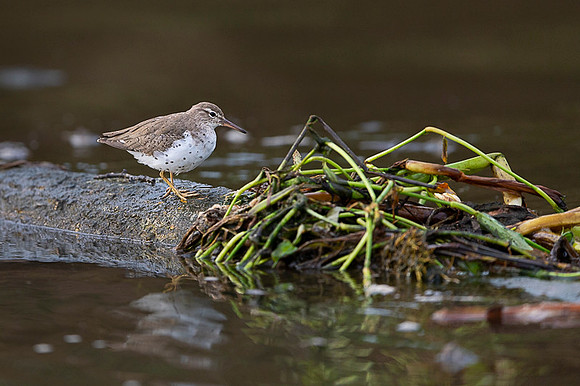 Spotted Sandpiper