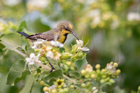 Sunbird