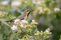 Sunbird