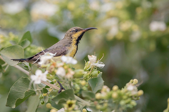 Sunbird