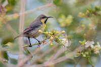 Sunbird