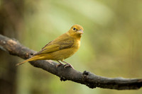 Summer Tanager