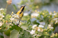 Sunbird