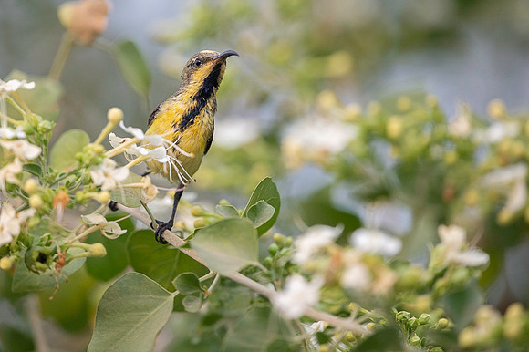 Sunbird