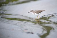 Spotted Sandpiper