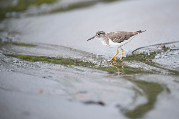 Spotted Sandpiper
