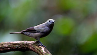 Palm tanager