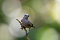 Palm tanager