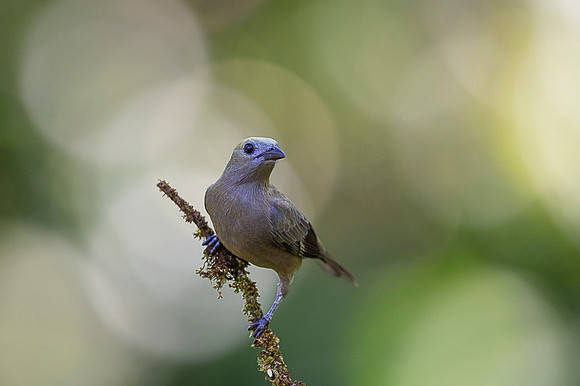 Palm tanager