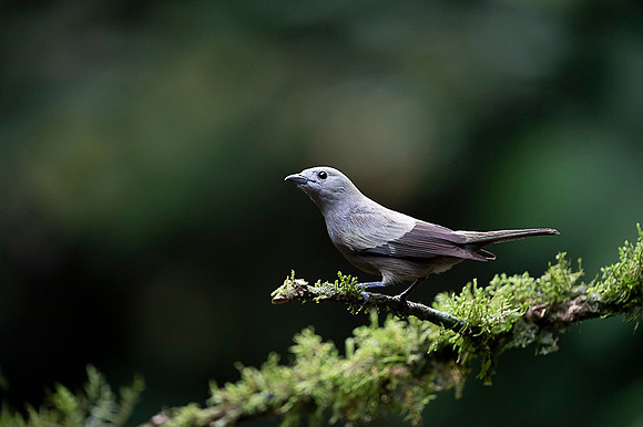 Palm tanager