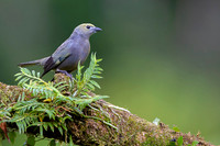 Palm tanager