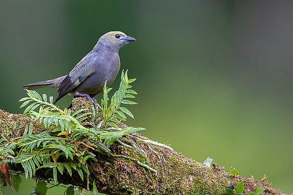Palm tanager
