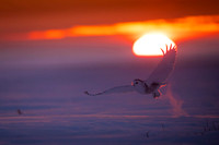 Snowy owl