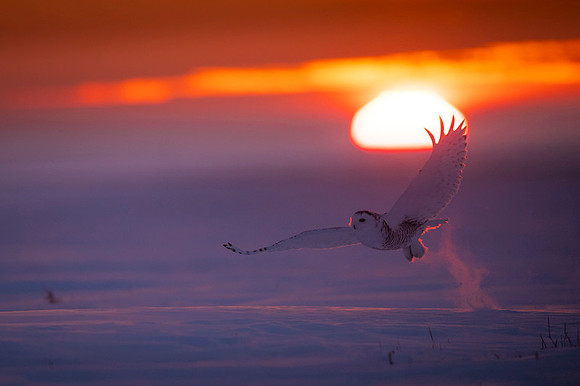 Snowy owl