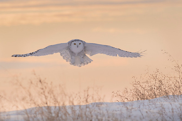 Snowy owl