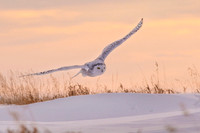 Snowy owl