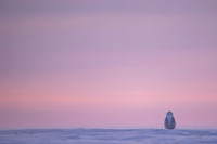 Snowy owl