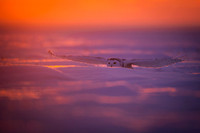Snowy owl