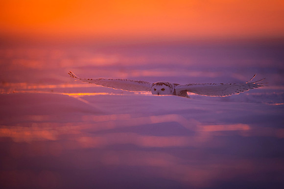 Snowy owl