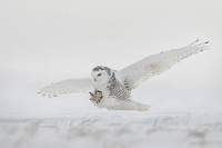 Snowy owl