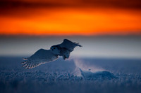 Snowy owl