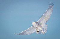 Snowy owl