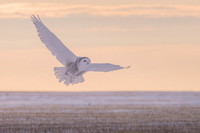 Snowy owl