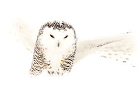 Snowy owl