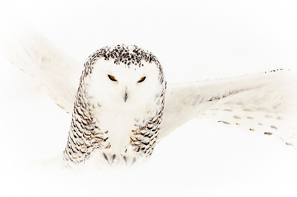 Snowy owl