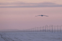 Snowy owl