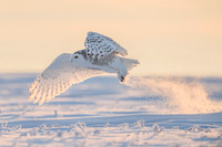Snowy owl