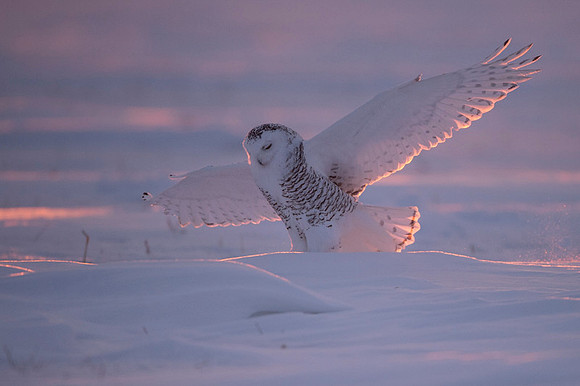 Snowy owl
