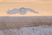 Snowy owl