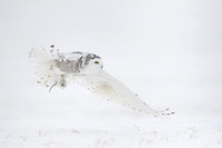 Snowy owl