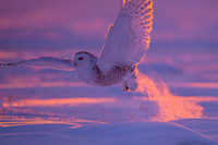 Snowy owl