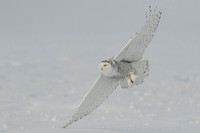 Snowy owl