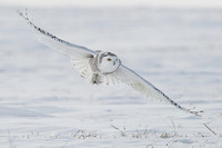 Snowy owl