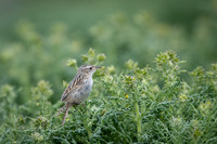 Sedge wren