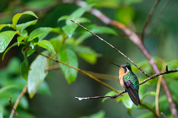 Purple-throated mountain-gern Hummingbird