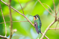 Purple-throated mountain-gern Hummingbird